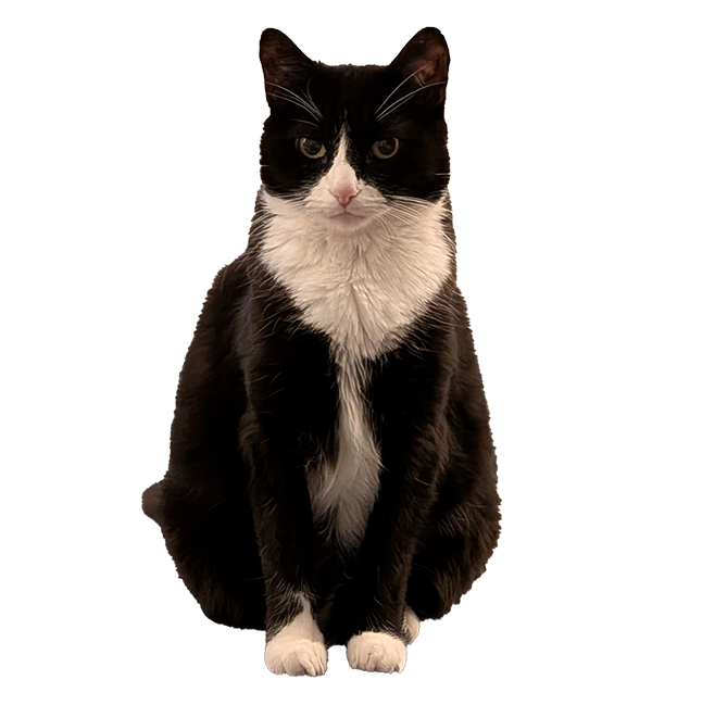 Image of a tuxedo cat named Boo, she is the shopkeeper!
